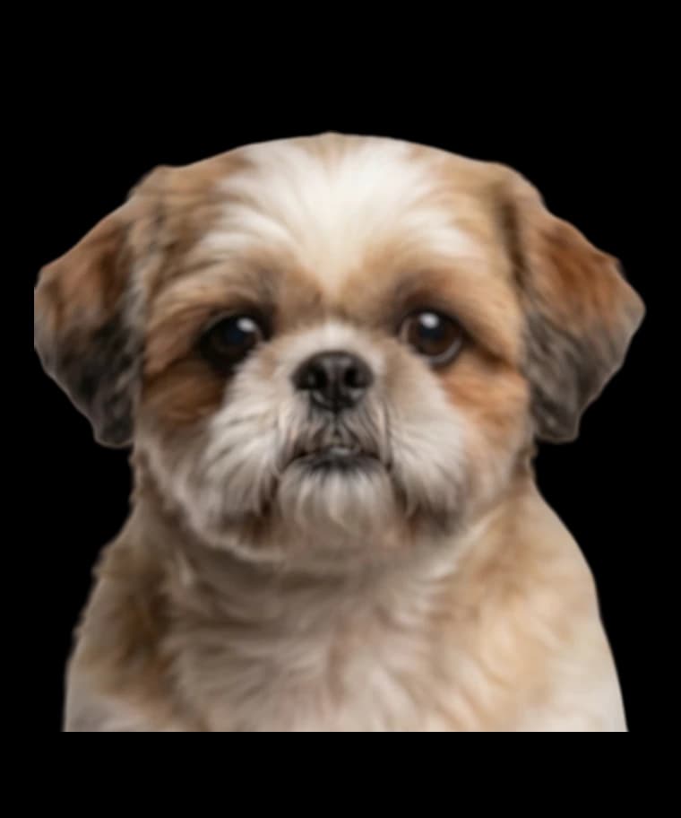 Fotografia da shih tzu Luna, enviada como referência para a modelagem